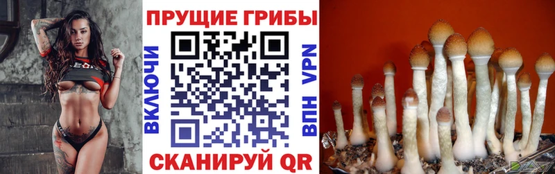 Галлюциногенные грибы Psilocybine cubensis  Усинск 